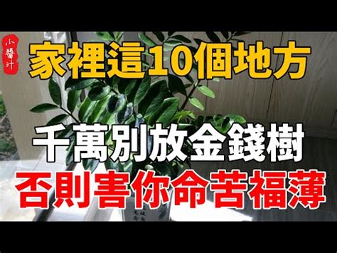 吸財樹風水|【吸財樹風水】吸財樹風水：旺財招好運，居家種植禁忌一次看清。